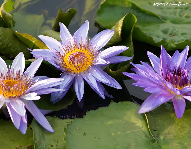 ▲2024桃園蓮花季/圖片來源:Betty's Jump Diary