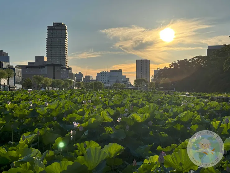 靠近會場的千秋公園，夏季荷花非常的美！夜晚還會有燈光