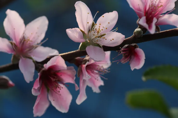 春日裡雖有爭妍鬥豔的百花，但把春日風情詮釋得最絲絲入扣的，則非桃花莫屬了！