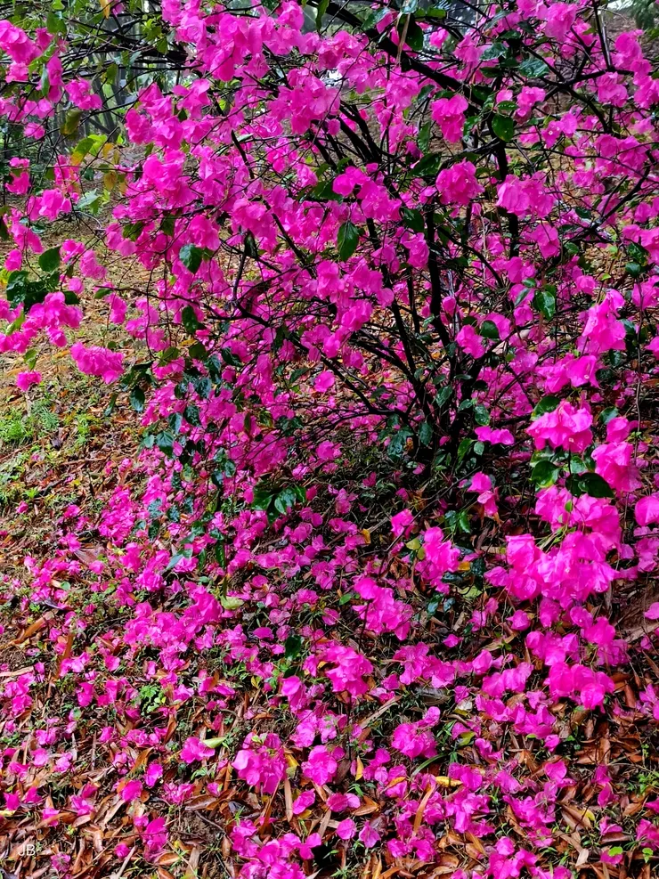 【往風動石，修緣寺登山口九重葛。】