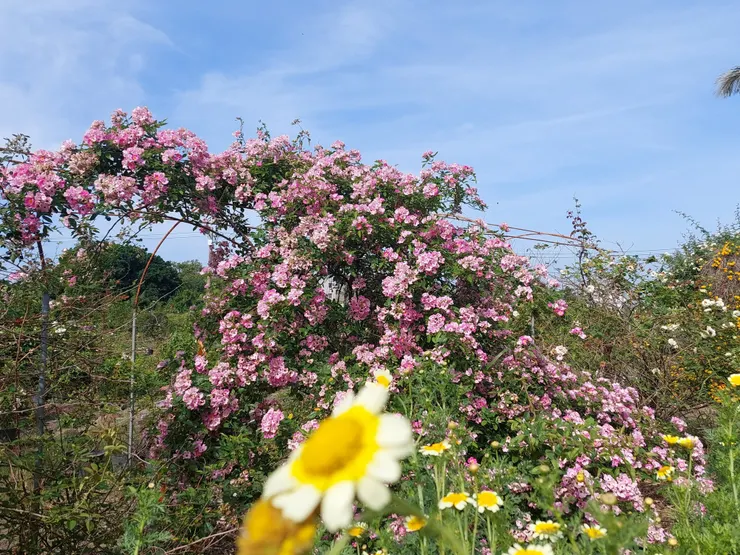自家育種的蔓玫——醉流霞，有著披垂如落霞的柔媚長勢。