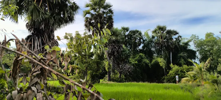 拍于KOMPOT省TONLENAM村