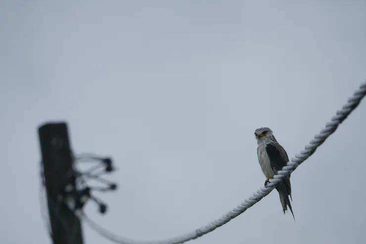 開眼後是很有神的小猛禽