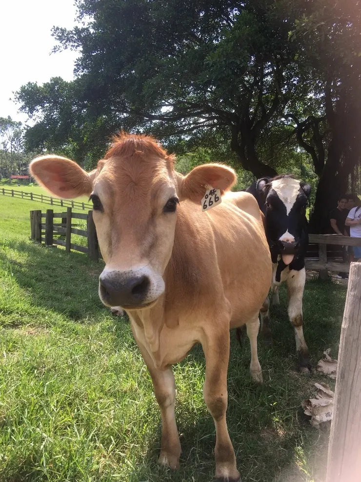 《牧場飼養娟姍牛與荷蘭牛。圖／飛牛牧場》