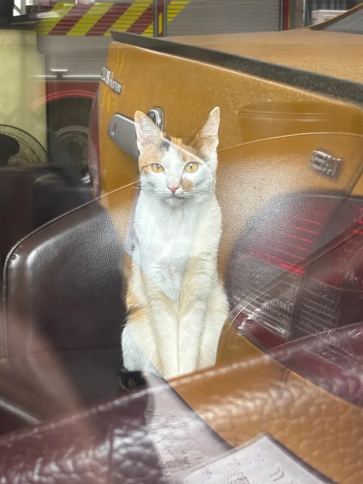 中途發現的貓貓