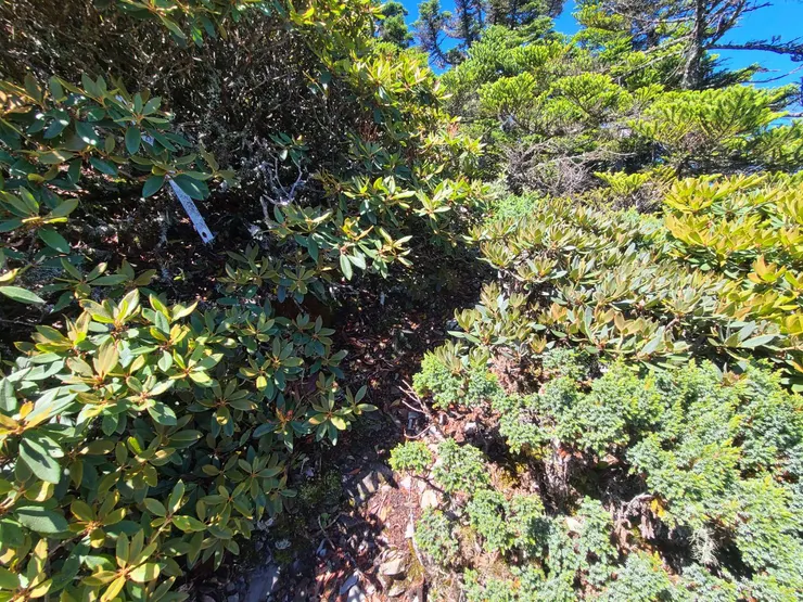 上切後續行，明顯路徑