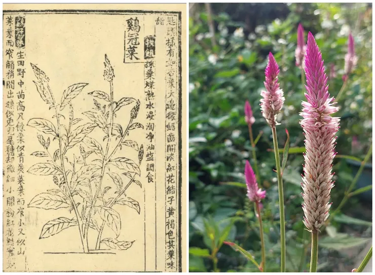 明代《救荒本草》所提的「雞冠菜」指的是青葙的嫩葉