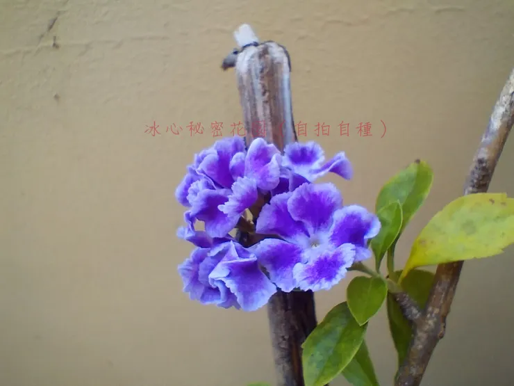 冰心秘密花園（自拍自種）