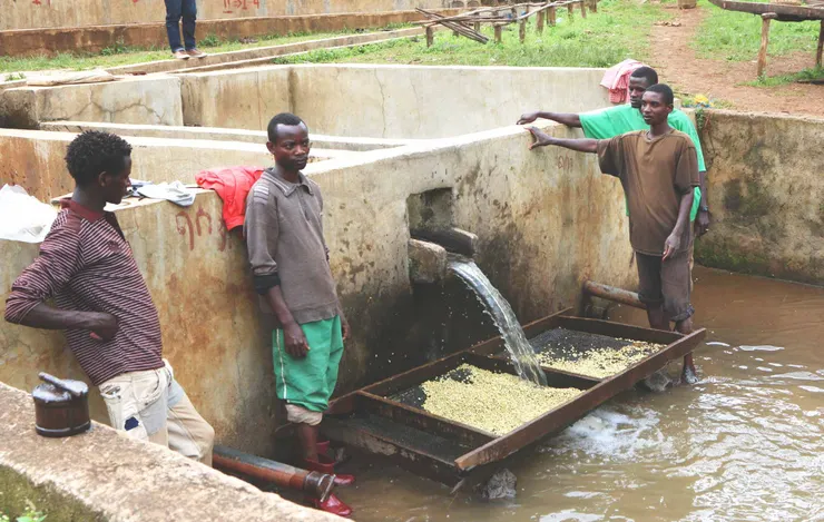 這批來自沃卡村的咖啡豆，經過了精心的水洗處理，達到了ECX評定的G1最高等級