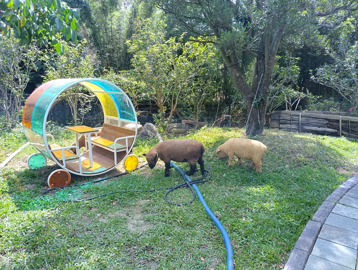 羊咩咩直接在園區內吃草