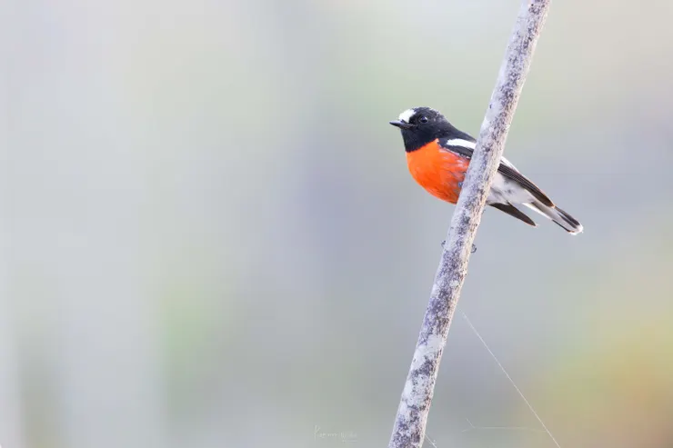 Scarlet Robin / 緋紅鴝鶲