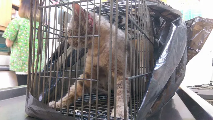 貓咪原本縫合的傷口再次感染流膿，必須再次住院治療