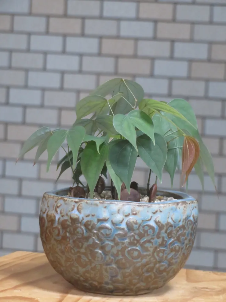 新店崇光社大112.07.05