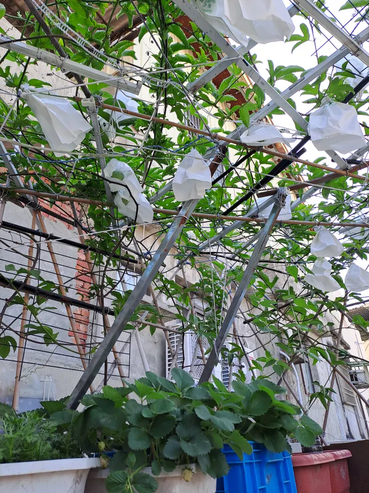 幫百香果套袋，防止蟲咬