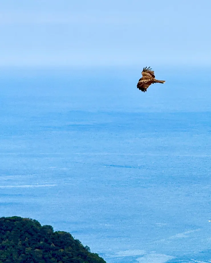 鷹 如此令人著迷