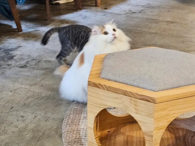 沒有人受得了這種小眼神，沒有人。