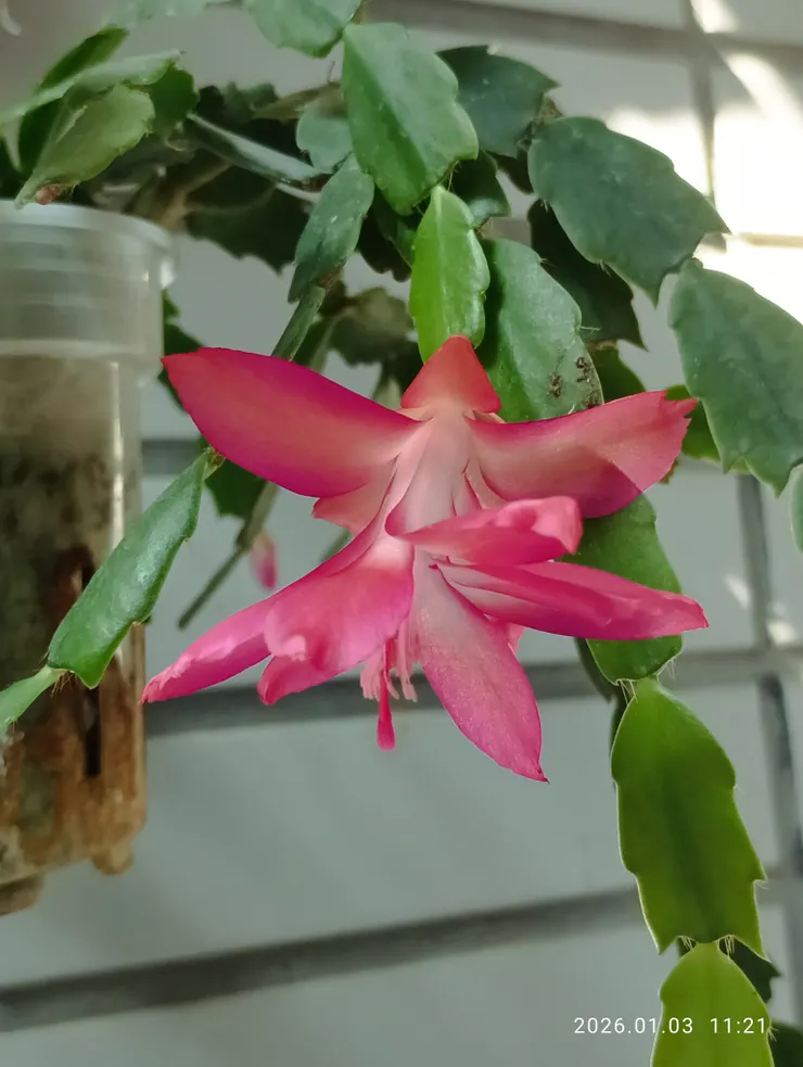 家植螃蟹蘭花開，皆自拍攝