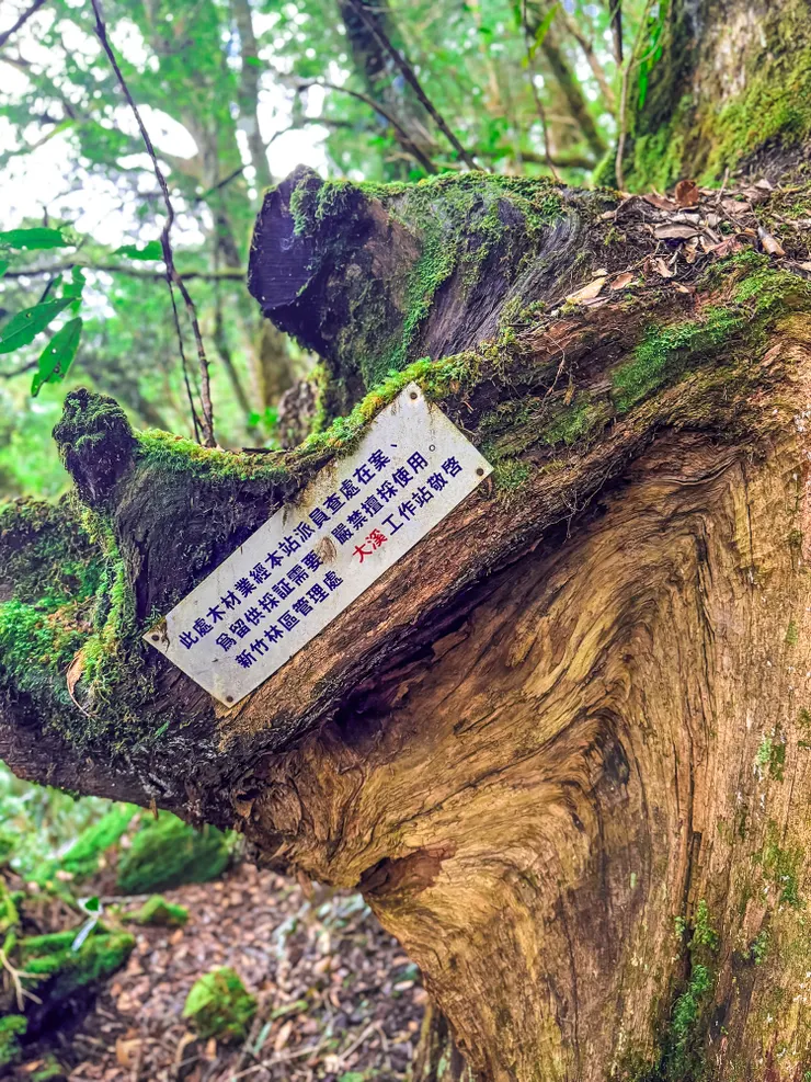 越接近檜木區檜木香氣越發濃郁。