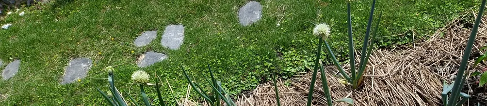 鬱郁青蔥滿山嵐