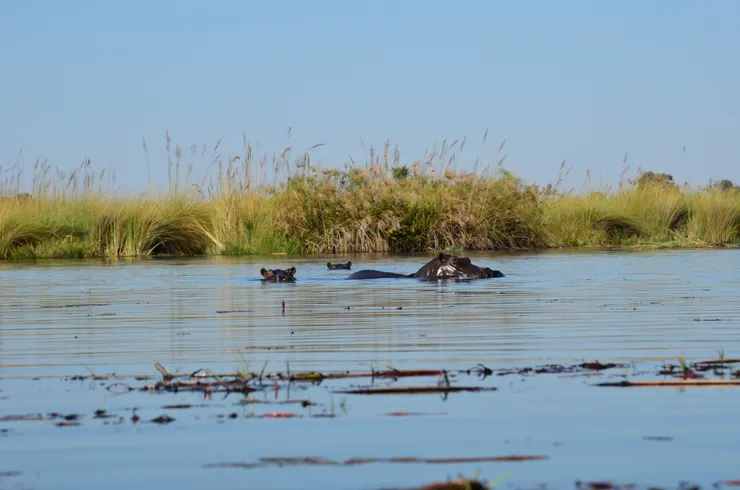 乘獨木舟獵遊看見大河馬