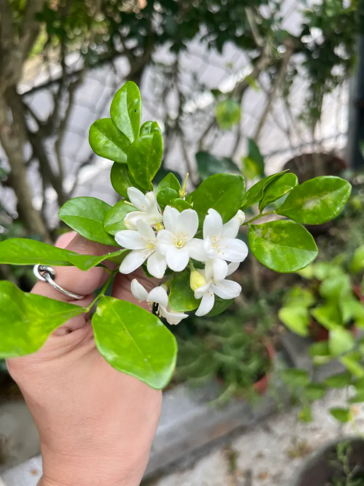 媽媽種的七里香