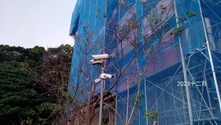 宿舍旁稀疏的芙蓉花樹