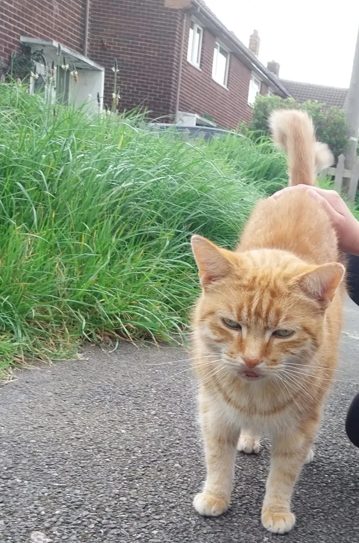 我住在很遠的街尾,前花園的草都被我睡扁啦,我真的很喜歡睡覺,可能因為我已經是老婆婆了啦