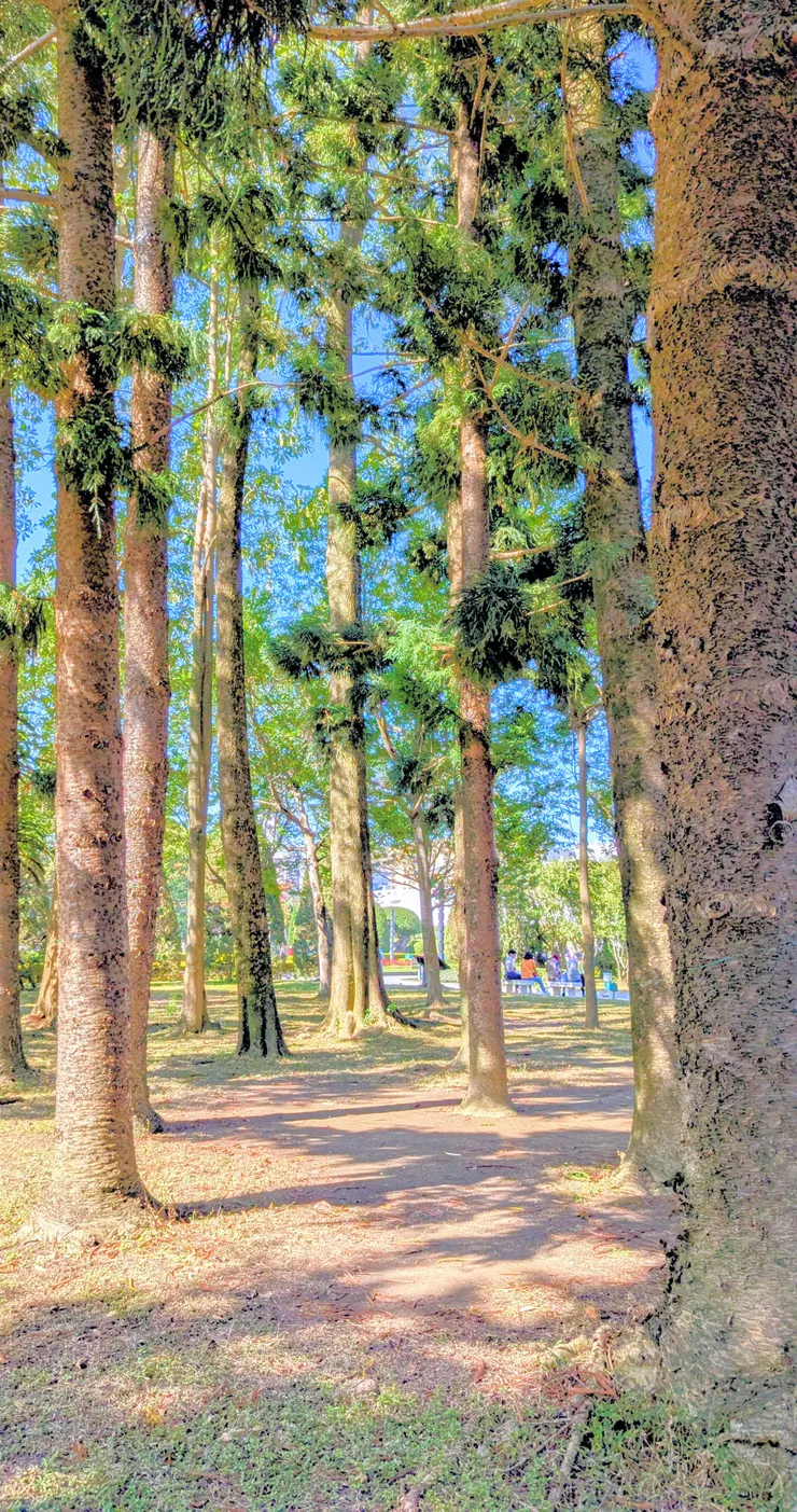 庇蔭—Pixel7—228紀念公園附近？