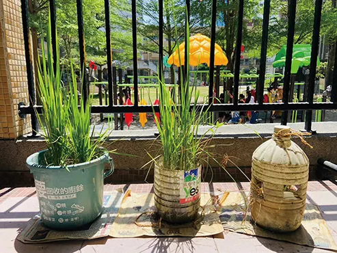 ▲林品雯將水桶稻帶入市區小學，引導學子看到水田中的生態，還能持續觀察稻子成長的過程。（照片提供／善耕農產品生產合作社土牛隊）