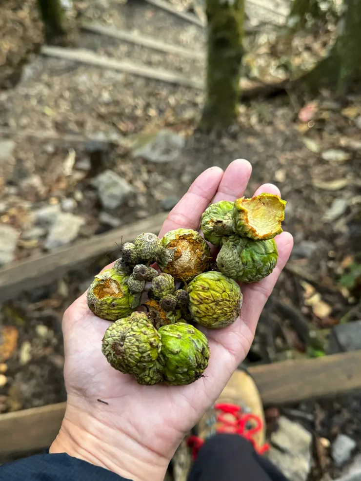 起登後，樹上一陣小小的騷動，滿地的鬼櫟，原來猴大哥們正在吃早餐。