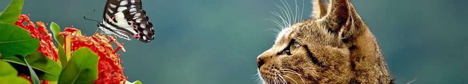 不才珀筆的沙龍