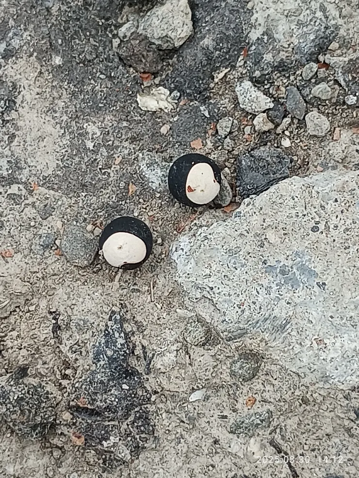 倒地鈴的心形種子，自拍攝