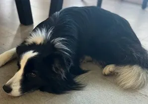 一般看見的邊境牧羊犬都是黑色配白色。圖/作者攝