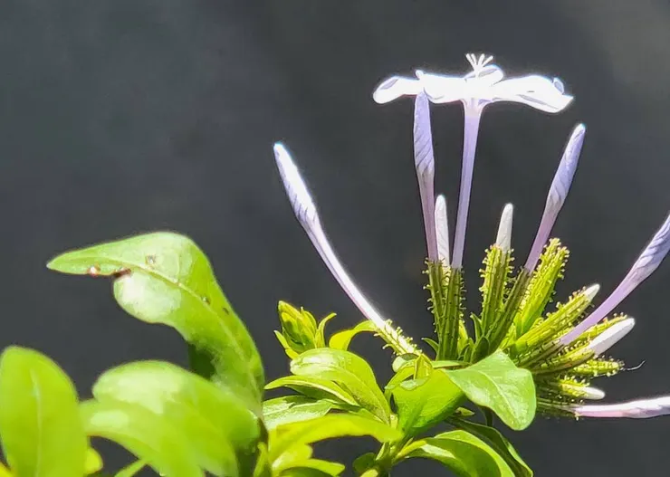 20240325 - 藍雪花開花於是很開心的拍下來紀錄