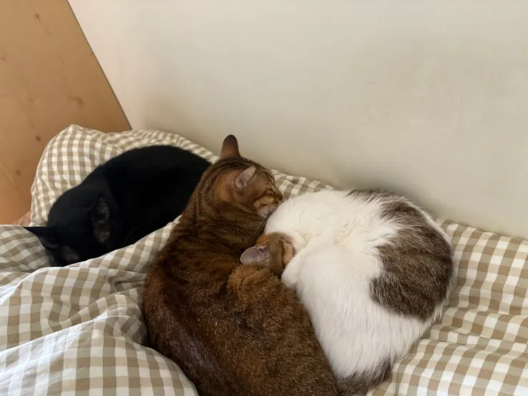 每週最期待的就是能和貓貓們一起躺平,是日常珍貴的小小幸福:)