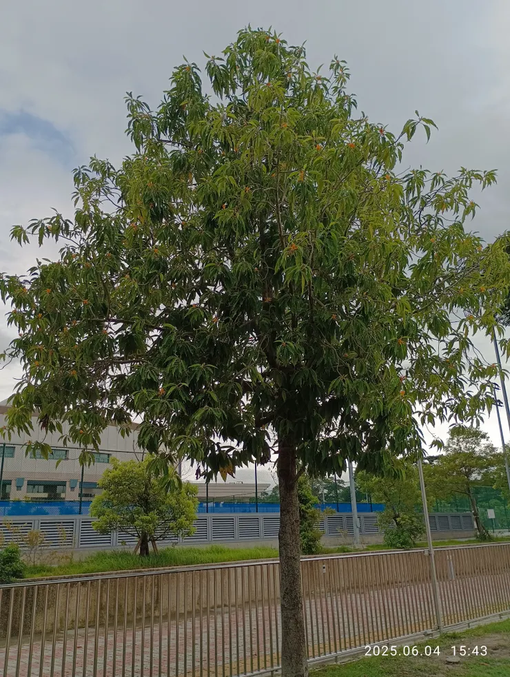 相問玉蘭消憂物；黃玉蘭又名南洋烏心木，自拍攝