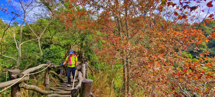 守候陽光拍攝道旁群楓 節氣變今年不比去年紅