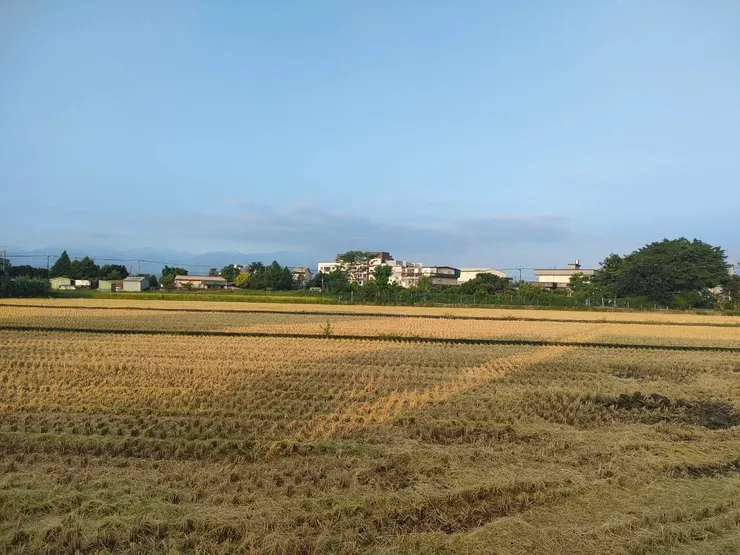 剛收割的稻田經過時可聞到稻草香
