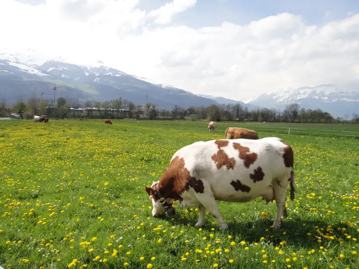 在列支敦士登常能見到這樣的場景，牛群悠閒地吃著草，身上的牛鈴也因晃動而發出清脆聲響，遠方則是壯麗的阿爾卑斯山脈。攝影／陳建璋