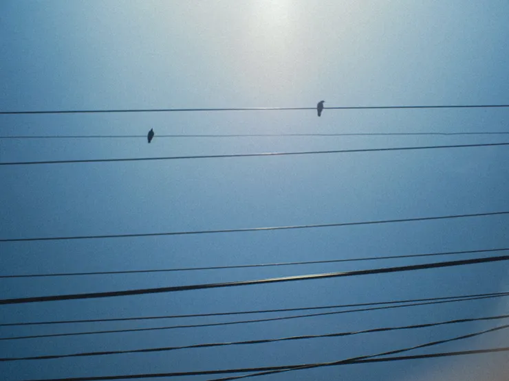 日頭下，電線桿上