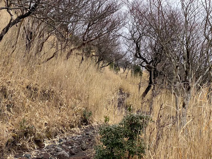 日本大分-由布岳