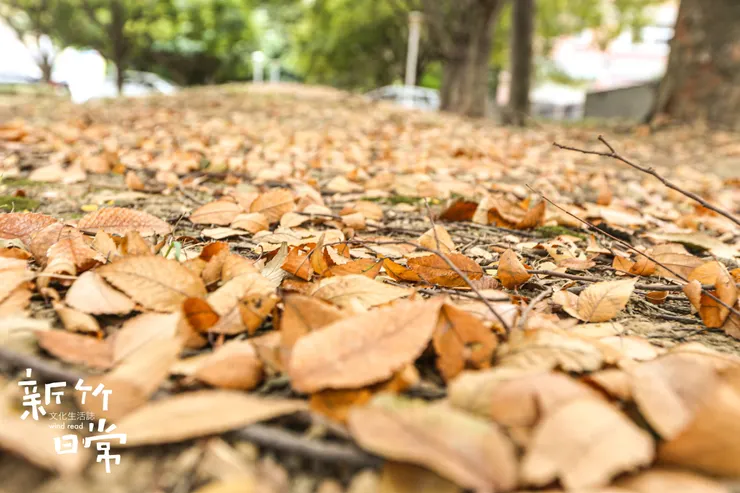 勁風彷彿一公尺高大拳頭強勢地捶入心肝,脊椎被迫凹陷成「弓」型,青葉和黃沙於腳踝處旋轉嬉鬧。風也曾使家中窗戶位移報修、公園野餐墊躁動不定,新買帽子從頭頂航向天空。