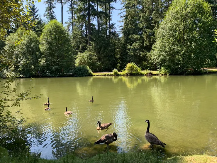 青年版 : 帝君的情感波動 -密歌告白-