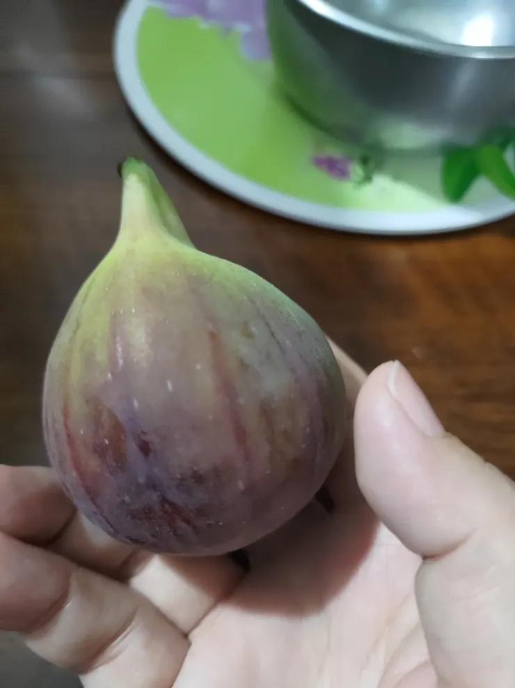 後院種的新鮮無花果