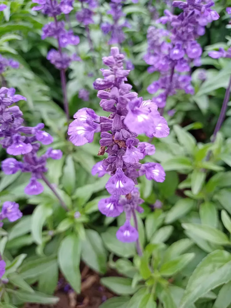花名：超級鼠尾草。