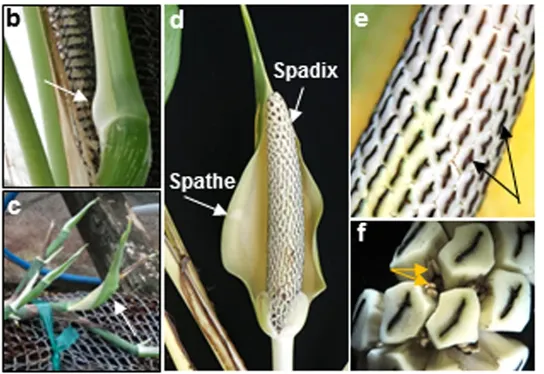 黃金葛的花。圖片取自期刊