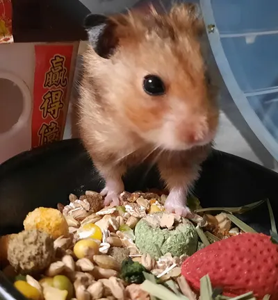 皮皮哇愛哩❤️