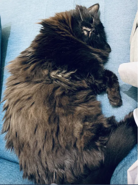 黑黑：我愛我的貓奴，因為我每天都吃飽飽睡好睡滿，安全感十足，真開心！