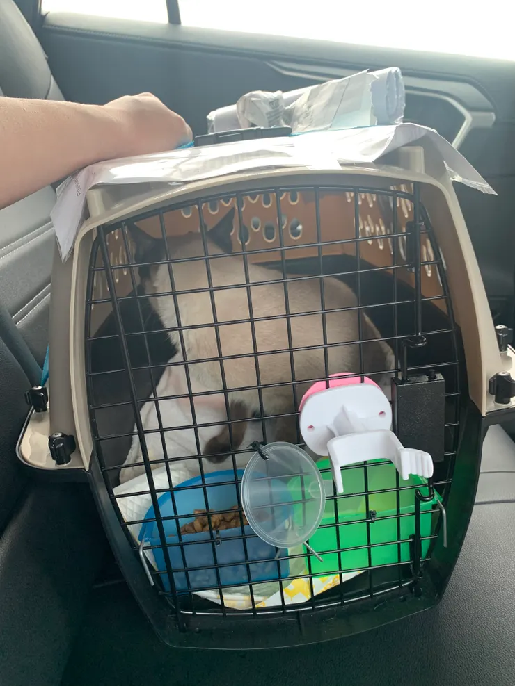 自己DIY從泰國帶貓回台，雖然過程繁瑣，但最後貓貓順利抵台一切都值了