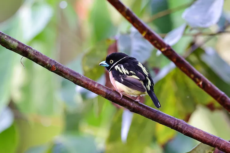 叢林少女營地的黑黃闊嘴鳥